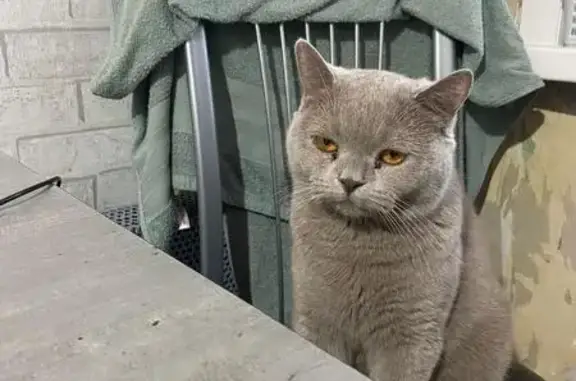 Пропали коты в Новокузнецке, помогите найти!