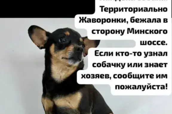 Найдена собака, Московская область, фото: Собака найдена: Жаворонки, МО