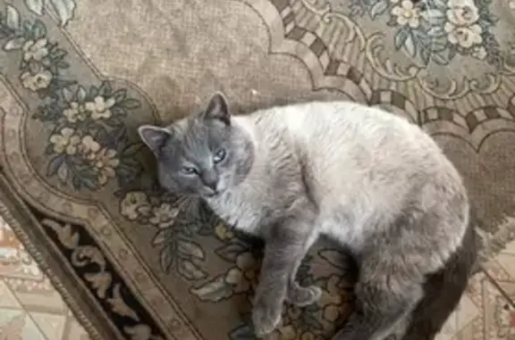 Пропала сиамская кошка, Коммунальная ул. - photo