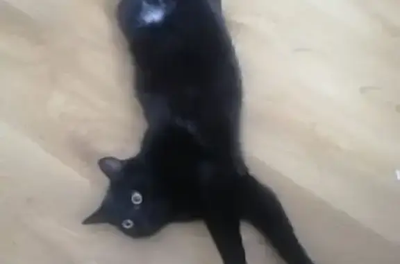 Кошки потеряшки, Алтайский край, фото: Потеряшка черная кошка, Бийск, Алтайский край