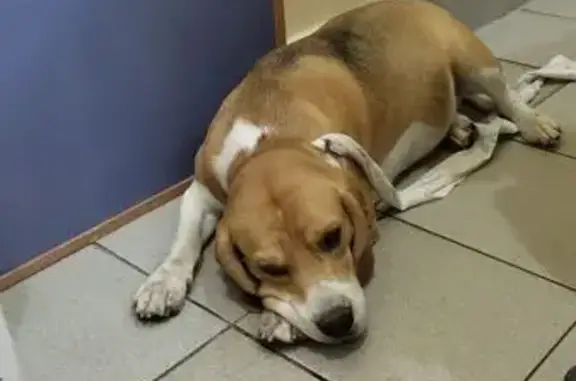 Бигль найден на ул. Дм. Ульянова, 60