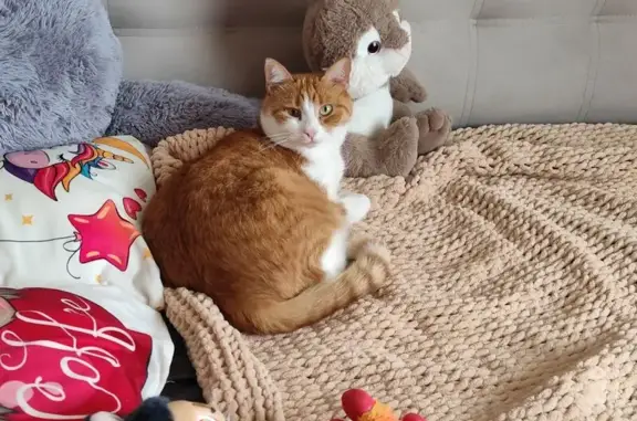 Кошки потеряшки, Березовка, фото: Потеряшка кошка, Пшеничная 15, Берёзовка