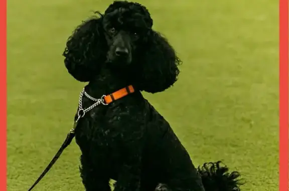 Собаки потеряшки, Агалатовское сельское поселение, фото: Потеряшка собака, Агалатовская дорога