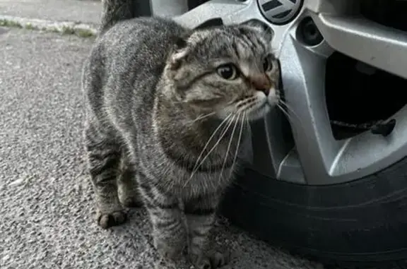 Найдена кошка, Лениногорск, фото: Кошка найдена: ул. 50 лет Победы, 23