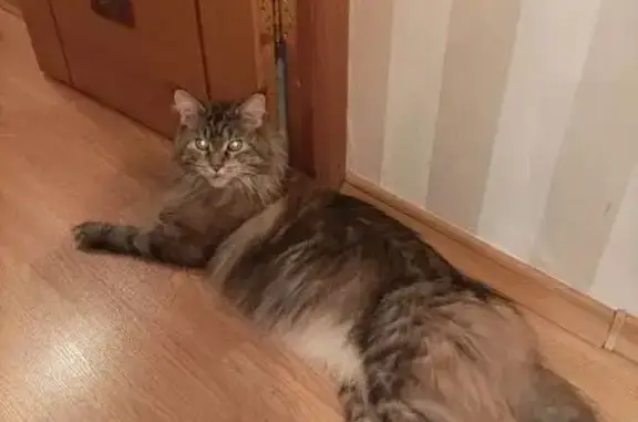 Кошки потеряшки, Московская область, фото: Потеряшка кошка в СНТ ВНИИСТРОЙДОРМАШ 17