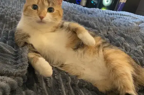 Кошки потеряшки, Санкт-Петербург, фото: Потеряшка кошка, Ленинский пр., СПб