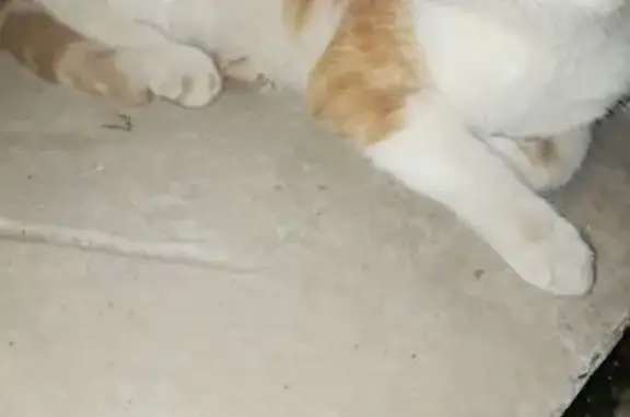 Найдена кошка, Хабаровский край, фото: Кошка найдена у магазина, ул. Королёва