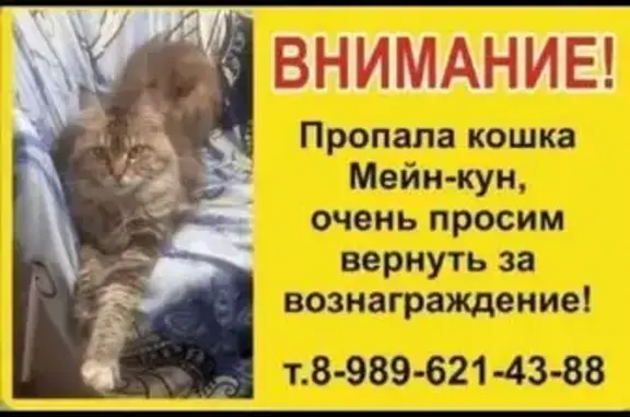 Пропала кошка, Иртышский пер., 19, Шахты