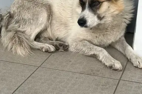 Объявления о пропавших и найденных животных, Ростов-на-Дону, фото: Собака найдена: Таганрогская 132/3, РнД