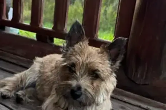 Пропала собака, Молодёжная ул. 11, Недельное