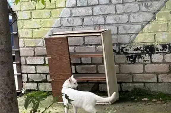 Найдена белая кошка, Ядринцева, Барнаул