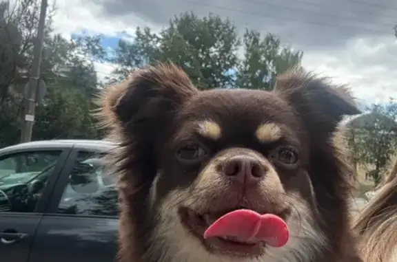 Найдена собака, Псков, фото: Собака найдена: Мирная ул., 11А, Псков