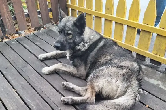 Собака найдена на ул. Борко, Ростов-на-Дону