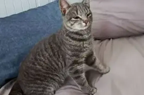 Найдена кошка, Екатеринбург, фото: Найден кот, ул. Сакко и Ванцетти, 47