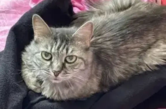 Кошки потеряшки, Петропавловск-Камчатский, фото: Потеряшка кошка, Школьная 21А, Петропавловск