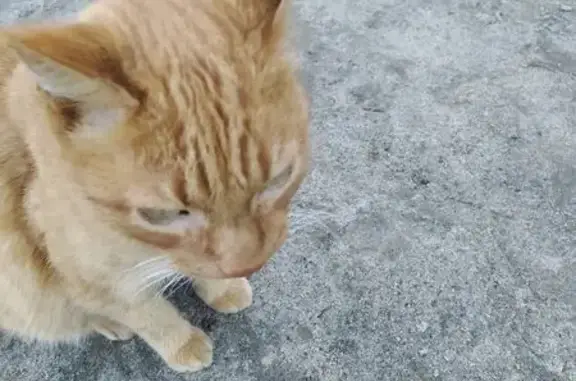 Найденные животные Петрозаводск, фото: Рыжий кот у церкви, Вольная 4, Петрозаводск