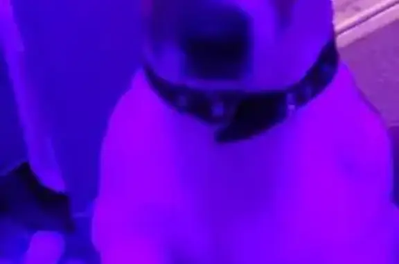 Собаки потеряшки, Раменское, фото: Потеряшка собака, Тракторная ул., 10, Раменское