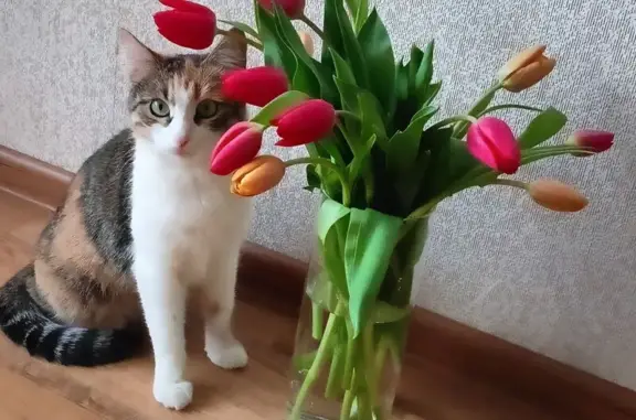 Кошки потеряшки, Коломна, фото: Потеряшка кошка на наб. Дмитрия Донского