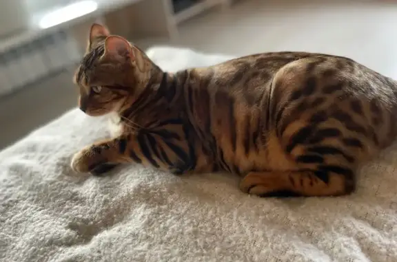 Кошки потеряшки, Московская область, фото: Потеряшка кошка, Котельники, МО