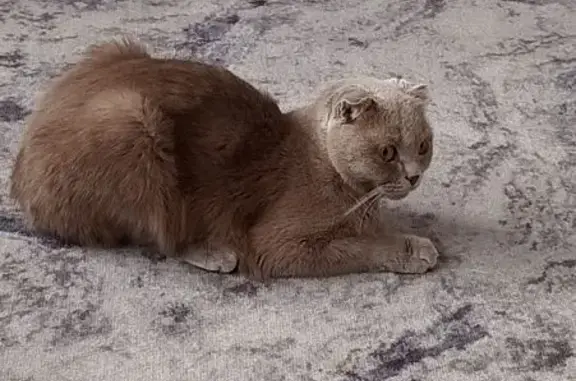 Пропала кошка, ул. Свободы, 1Б, Ковылкино