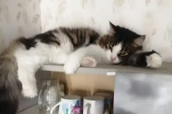 Пропала кошка, ул. Строителей, 5, Березники