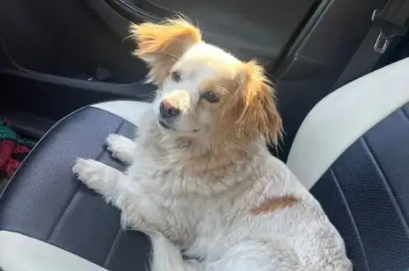 Найдена собака, Тверская область, фото: Собака найдена в Медном, Тверская область