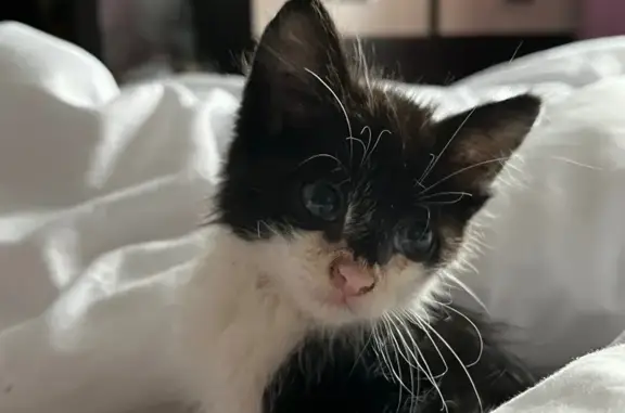 Объявления о пропавших и найденных животных, Нерчинск, фото: Кошка найдена в Нерчинске, Забайкалье