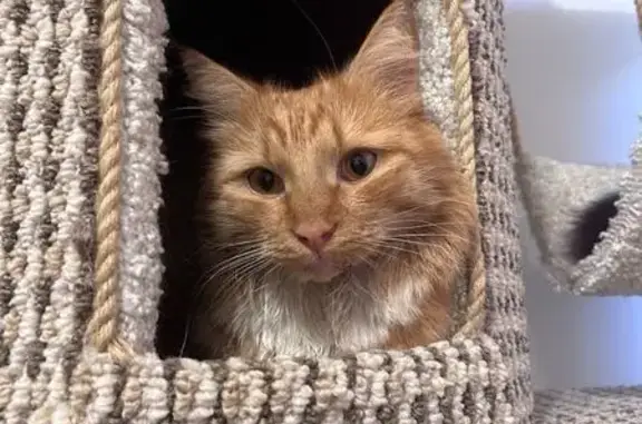 Найдена кошка, Воронеж, фото: Кошка найдена на Донской 37, Воронеж