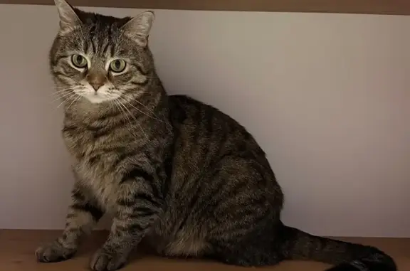 Пропала кошка, Мигаловская наб., 3, Тверь