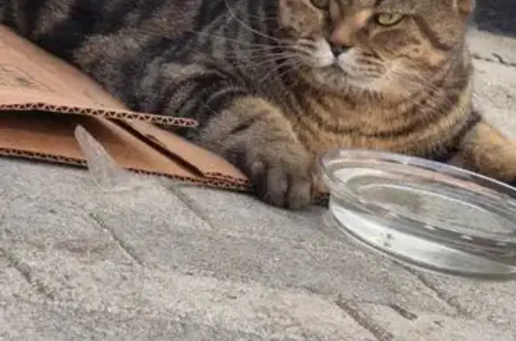 Найдена кошка, Самара, фото: Кошка найдена: сломана лапа, Дыбенко 30