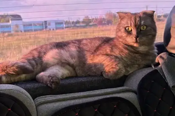 Кошки потеряшки, Подстёпки, фото: Потеряшка кошка, Воскресенская ул. 3