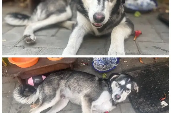 Чернобелая собачка найдена, Седина 217