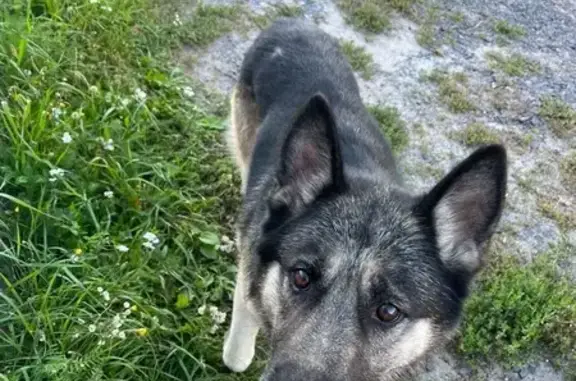 Собака найдена: Союзная ул., 65, Курск