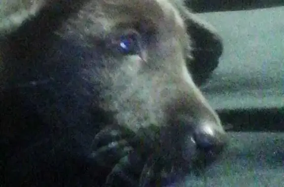 Найдена собака, , фото: Найдена собака, Пивовариха, Иркутская обл.