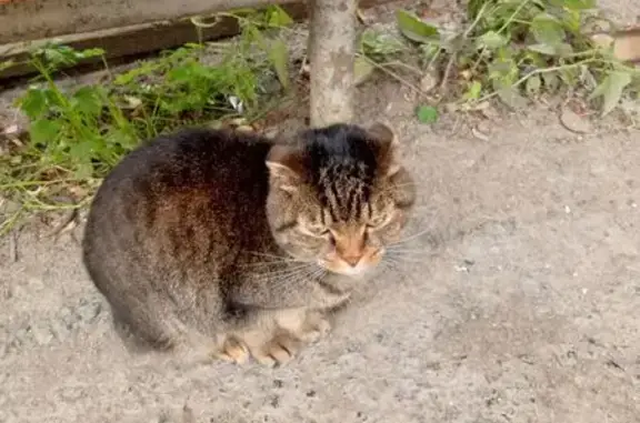 Объявления о пропавших и найденных животных, Ревда, фото: Кошка найдена, ул. Олега Кошевого, 23