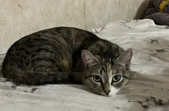Пропала кошка, ул. Шекспира, 12, Нск
