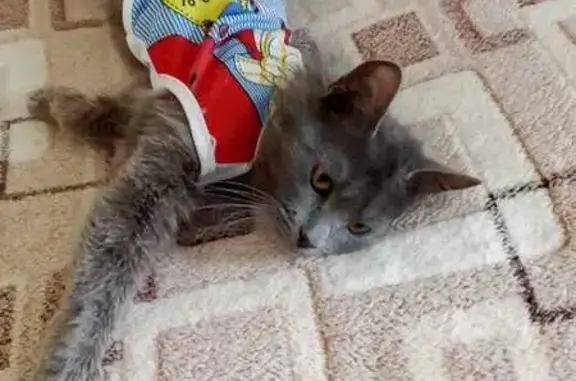 Кошка найдена: бульвар Шмидта, Тверь