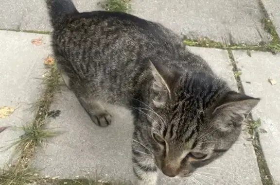 Найдена кошка, Московская область, фото: Кошка найдена в СНТ «Лесная поляна», Болтино