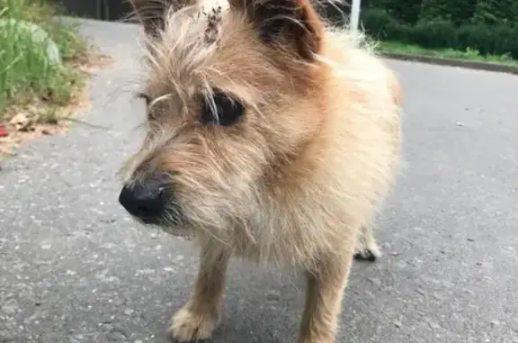 Найдена собака, Нахабино, фото: Собака найдена на ул. Мира, 18, Нахабино