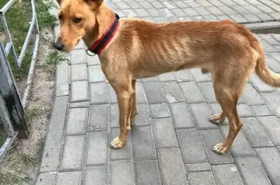 Рыжая собачка найдена: Олимпийский бул., 12