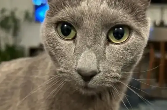 Кошки потеряшки, Коломна, фото: Потеряшка кот, СНТ Дорожник, МО