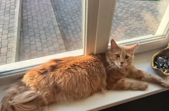 Кошки потеряшки, Бобровский, фото: Потеряшка кошка, Кузнечная ул., Бобровский