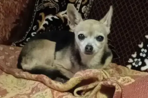 Найдена собака, Рязанская область, фото: Собака найдена в лесу у Городного, Рязань