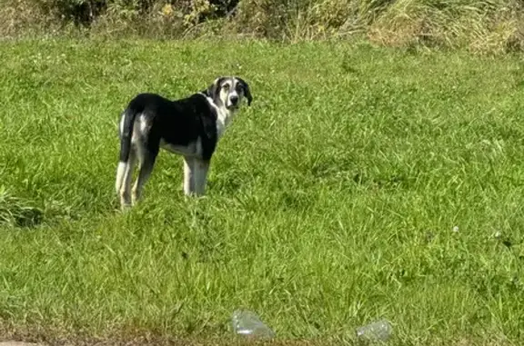 Найдена собака, Тамбовская область, фото: Найдена собака, Тамбовская обл.