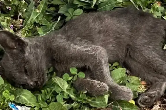 Котенок найден: Дзержинского 10, Махачкала