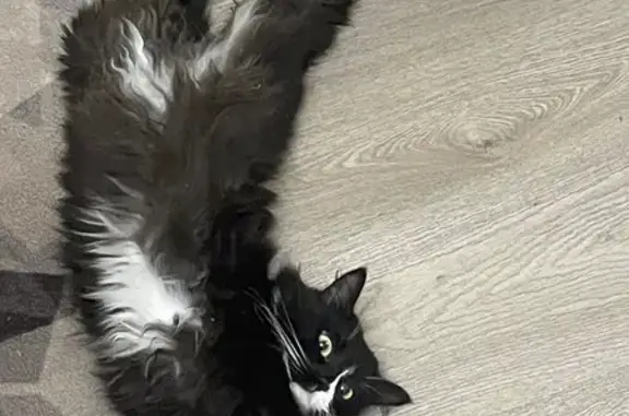 Кошки потеряшки, Новороссийск, фото: Потеряшка кошка, Дзержинского 244 к7