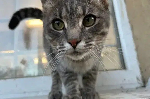 Кошка найдена: Нагорная ул., 3, Белгород