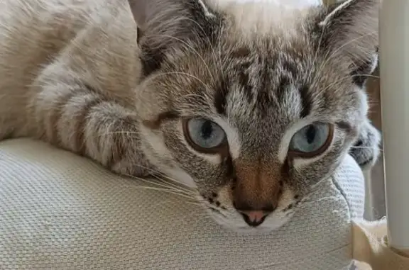 Кошки потеряшки, Москва, фото: Потеряшка кот Тимми, Знаменская 21, Москва