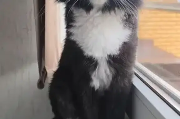 Кошки потеряшки, Октябрьский (Московская обл.) (Москва и Московская обл.), фото: Потеряшка кошка, ул. Насырова, 10, Октябрьский