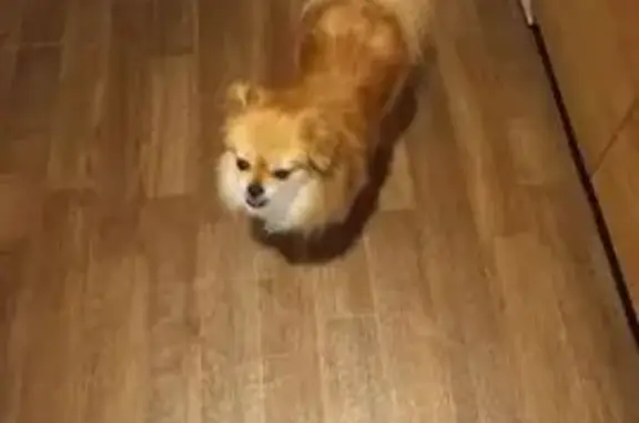 Собака найдена на ул. Федосеева, Шахты